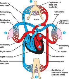 Physiology - The Circulatory System