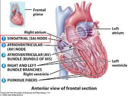 Anatomy - The Circulatory System